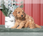 Small Photo #3 Goldendoodle (Miniature) Puppy For Sale in NAPPANEE, IN, USA