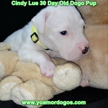 Medium Photo #55 Dogo Argentino Puppy For Sale in PINEVILLE, MO, USA
