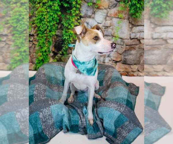 Medium Photo #10 Mutt Puppy For Sale in Kennesaw, GA, USA