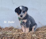 Small Photo #3 Australian Cattle Dog Puppy For Sale in NATHALIE, VA, USA