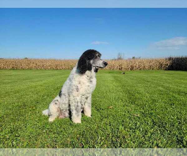 Medium Photo #1 Poodle (Standard) Puppy For Sale in COCHRANTON, PA, USA