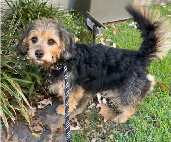 Medium Photo #2 Mutt Puppy For Sale in Cranston, RI, USA