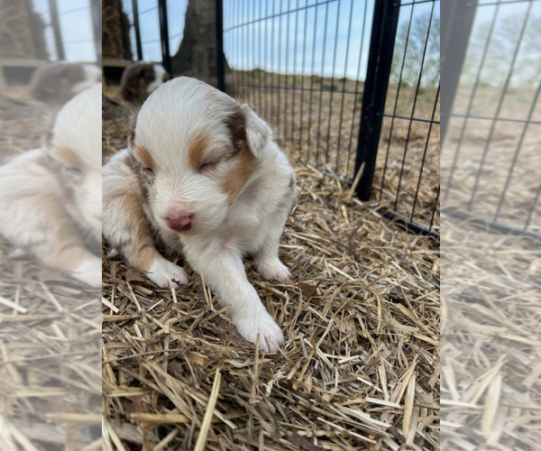Medium Photo #26 Australian Shepherd Puppy For Sale in SMITHS GROVE, KY, USA