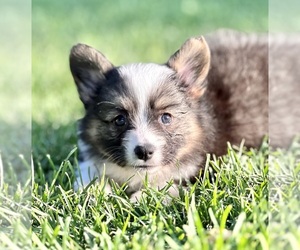 Pembroke Welsh Corgi Puppy for sale in HERRIMAN, UT, USA