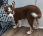 Puppy Choco Jr Pomsky