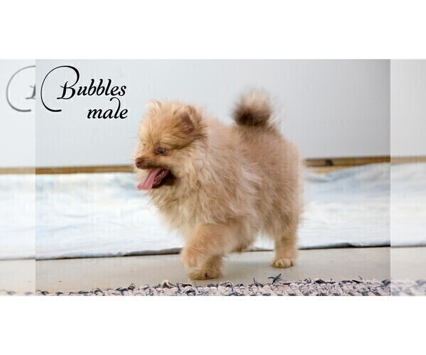 Medium Photo #2 Pomeranian Puppy For Sale in CLARE, MI, USA