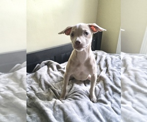 Basenji-Unknown Mix Puppy for sale in MADERA, CA, USA