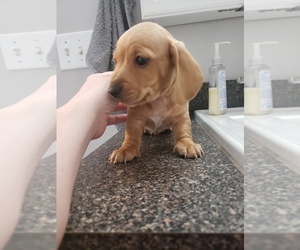 Dachshund Puppy for sale in HOWELL, MI, USA