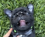 Puppy Lucky Pug