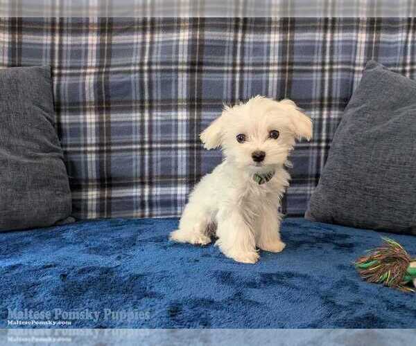 Medium Photo #3 Maltese Puppy For Sale in OCALA, FL, USA