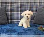 Small #2 Maltese