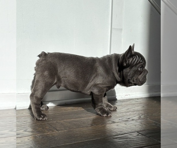 Medium Photo #3 French Bulldog Puppy For Sale in FRANKLIN, IN, USA