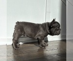 Small #2 French Bulldog