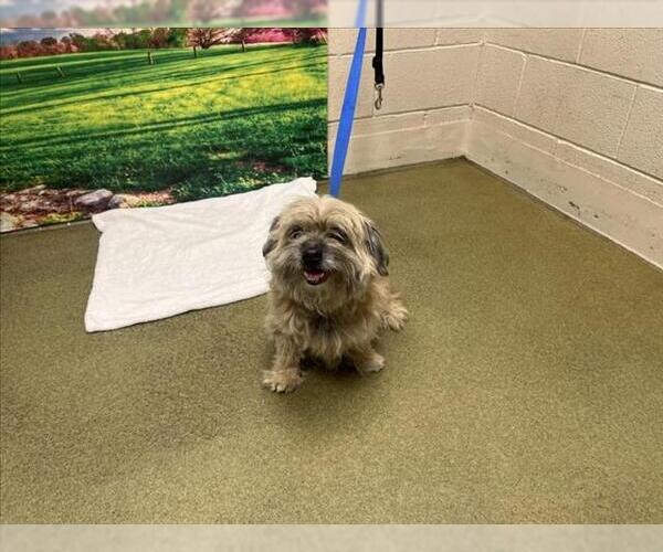 Medium Photo #1 Mutt Puppy For Sale in Moreno Valley, CA, USA