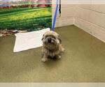 Small Mutt