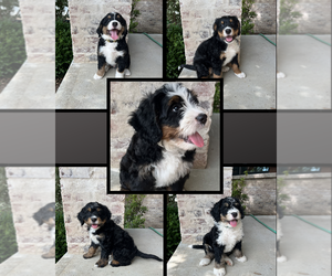 Bernedoodle Puppy for sale in MARTINSVILLE, IN, USA