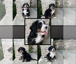 Image preview for Ad Listing. Nickname: Litter of 5