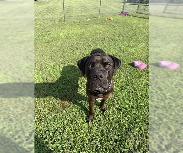 Medium Photo #2 Mutt Puppy For Sale in Forestville, MD, USA