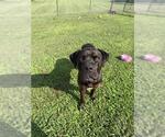 Small #1 Mutt