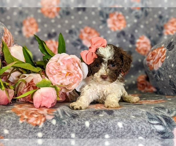 Medium Photo #6 Poodle (Miniature) Puppy For Sale in LINCOLN UNIV, PA, USA