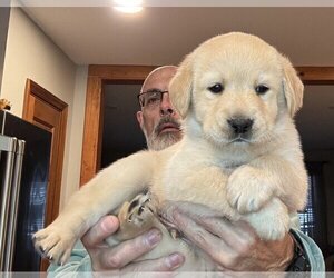 Medium Labrador Retriever