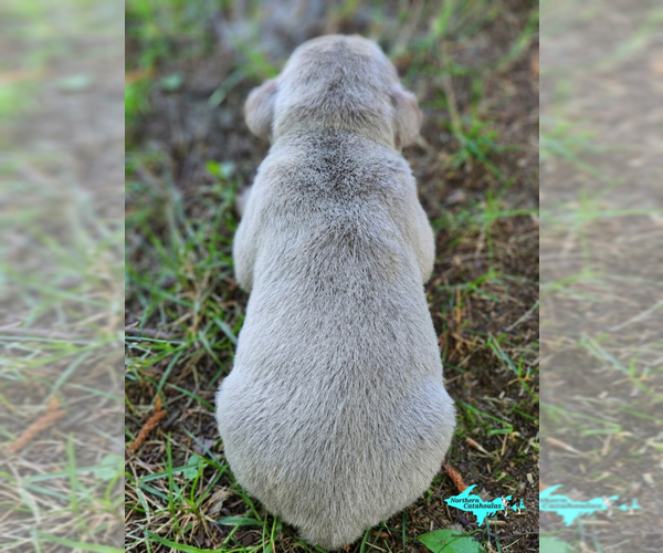 Medium Photo #1 Catahoula Leopard Dog Puppy For Sale in MORAN, MI, USA