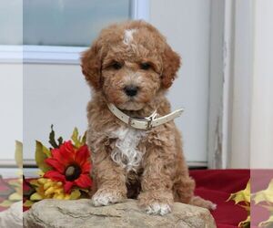 Poodle (Miniature) Puppy for sale in GORDONVILLE, PA, USA