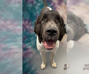 Mutt Dogs for adoption in Peoria, IL, USA