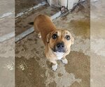 Small Photo #1 Dachshund-Unknown Mix Puppy For Sale in El Centro, CA, USA