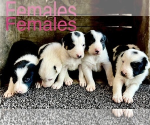 Border Collie Puppy for sale in RICHLAND, OR, USA