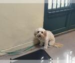 Small Maltese-Poodle (Toy) Mix
