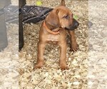 Small Photo #2 Rhodesian Ridgeback Puppy For Sale in LOCKHART, TX, USA