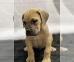 Small Photo #6 Boerboel Puppy For Sale in QUAPAW, OK, USA