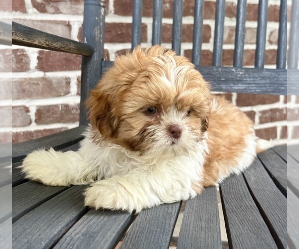 Medium Photo #3 Shih Tzu Puppy For Sale in INDIANAPOLIS, IN, USA