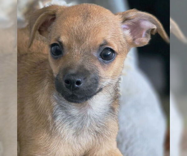 Medium Photo #5 Chihuahua-Unknown Mix Puppy For Sale in Chino Hills, CA, USA