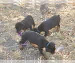 Small Photo #3 Rottweiler Puppy For Sale in SPRING, TX, USA