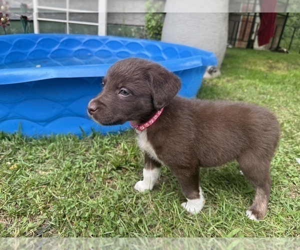 Medium Photo #3 Borador Puppy For Sale in MARION, VA, USA