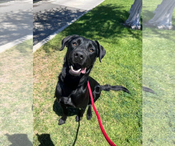 Medium Photo #3 Labrador Retriever-Unknown Mix Puppy For Sale in San Diego, CA, USA