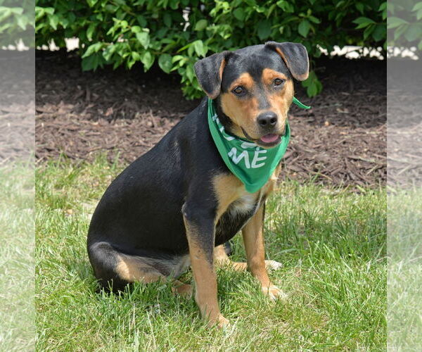 Medium Photo #14 Mutt Puppy For Sale in Gretna, NE, USA