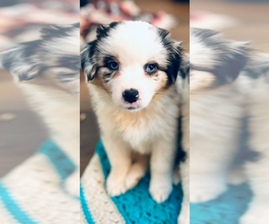 Medium Miniature American Shepherd