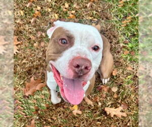 American Staffordshire Terrier Dogs for adoption in Sayreville, NJ, NJ, USA