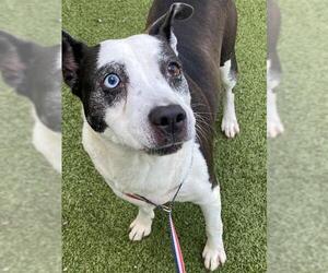 Mutt Dogs for adoption in Fayetteville, NC, USA