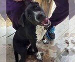 Small Labrador Retriever Mix