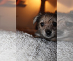 Small #16 Chorkie