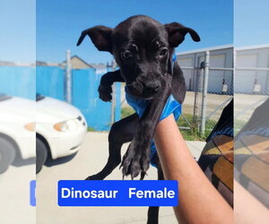 Mutt Dogs for adoption in Evansville, IN, USA
