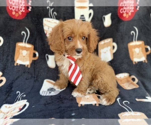Medium Photo #4 Cavapoo (Standard) Puppy For Sale in LAKELAND, FL, USA