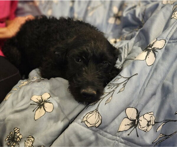 Medium Photo #5 Mutt Puppy For Sale in Grafton, WI, USA