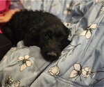 Small #4 Mutt