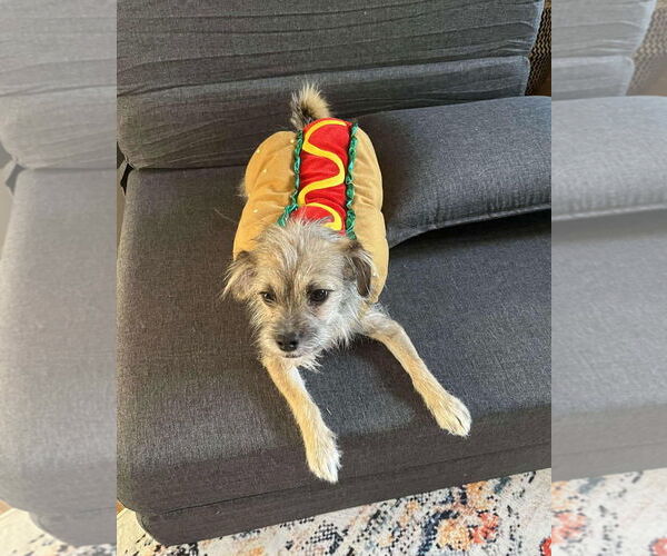 Medium Photo #4 Mutt Puppy For Sale in Grafton, WI, USA