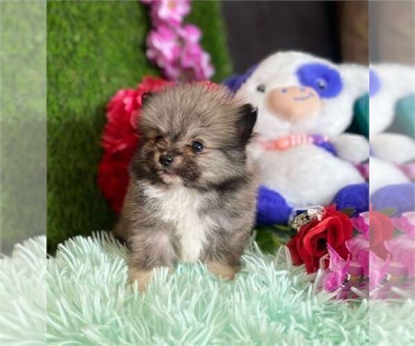 Medium Photo #8 Pomeranian Puppy For Sale in BOSTON, MA, USA